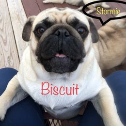 Biscuit - Pug