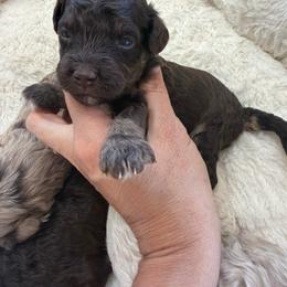 Puppy pick 2 girl - Chocolate female Goldendoodle puppy in Natural Bridge, Virginia from Padgetts Hill Puppies