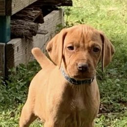 Wirehaired Vizslas from Savage Kennels LLC