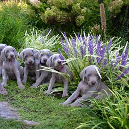 Weimaraner Puppies from Simpatico