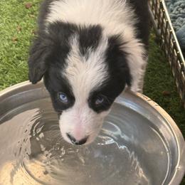 617 - Black and white female Border Collie puppy in Temecula, California from West Coast Border Collies