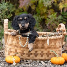 Kedron - Black and cream male Dachshund puppy in Crystal, Michigan from Mare-bella Dachshunds