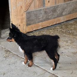 Black tri - Black tri female Toy Australian Shepherd puppy in Billings, Montana from Chapman's Aussies