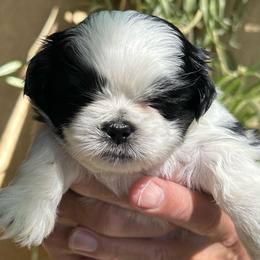 Ollie - Black and white male Shih Tzu puppy in Victorville, California from Precioustzus