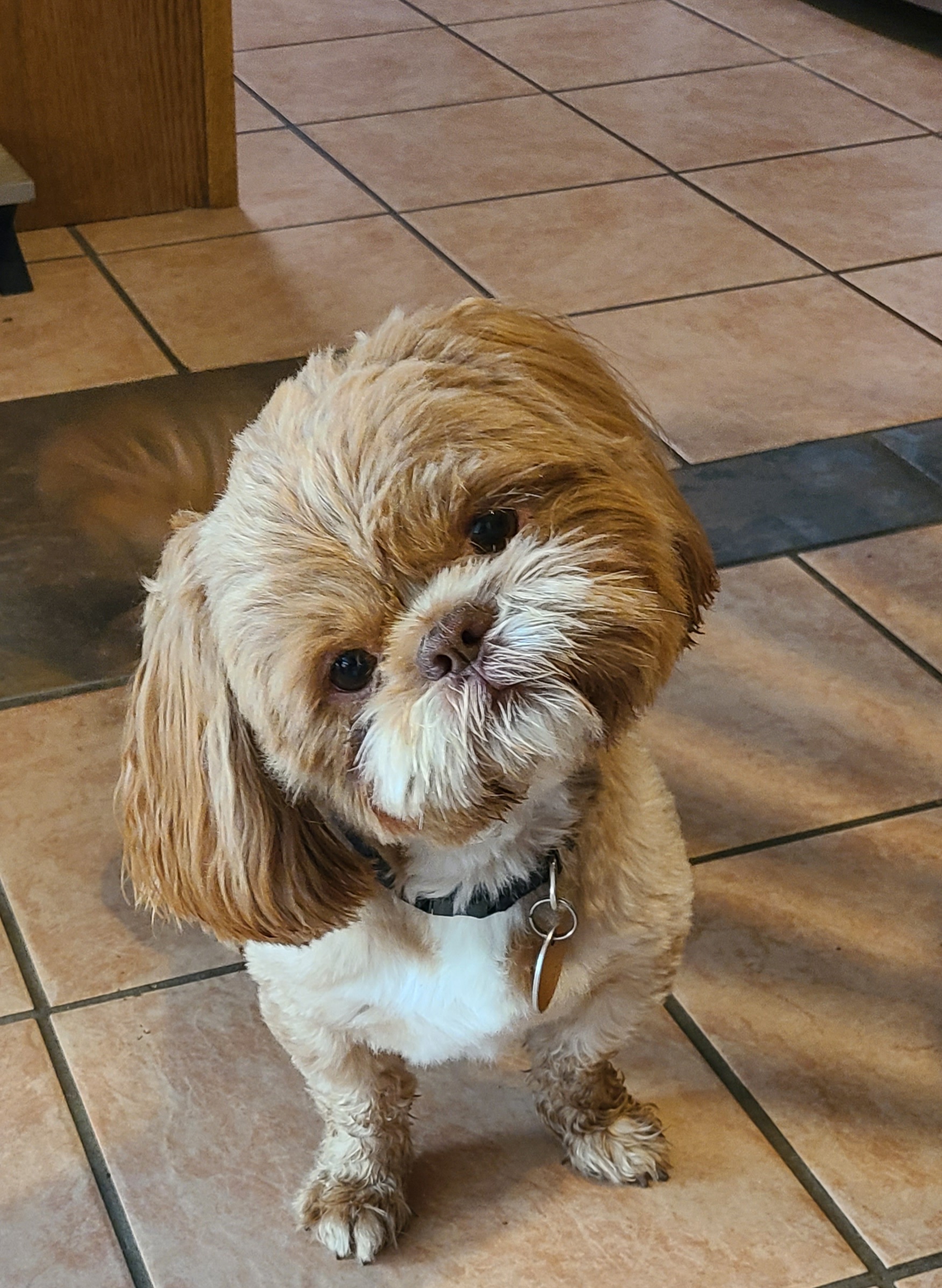 Mork - Shih Tzu