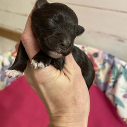 Liver Girl - Liver female Miniature Schnauzer puppy in Malvern, Arkansas from Deep South Miniature Schnauzers