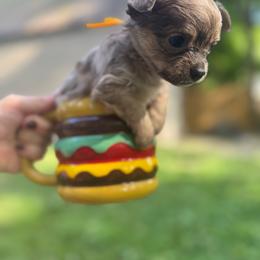 Yellow Bella - Blue merle female Chihuahua puppy in Little Rock, Arkansas from Plum and Pom Kennel