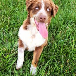 Reacher - Australian Shepherd