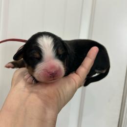 Red Collar Girl - Black rust and white female Bernese Mountain Dog puppy in Herriman, Utah from Shaggy Mountain Pups LLC