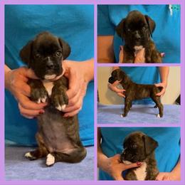 Light purple - Brindle female Boxer puppy in Butler, Pennsylvania from Schaible's Boxer Huddle