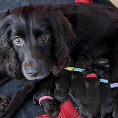 Boykin Spaniels from Webers Boykin Spaniels