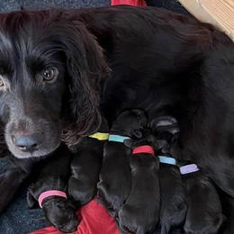 Boykin Spaniels from Webers Boykin Spaniels