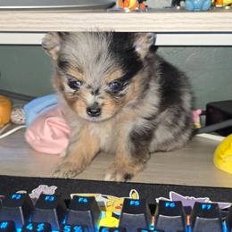 Bo Peep - Blue merle female Pomeranian puppy in Buckeye, Arizona from BL Poms Heaven