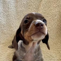 Daisy - Chocolate and tan female Dachshund puppy in Granbury, Texas from Welden’s Miniature Dachshunds