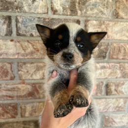 Girl 2 - Blue female Australian Cattle Dog puppy in Irvington, Kentucky from Dry Valley’s Australian Cattle Dogs