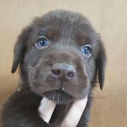 5th Available - Chocolate male Labrador Retriever puppy in Eugene, Oregon from Humphrey Retrievers