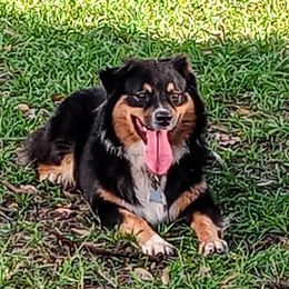 Valkyrie  - Australian Shepherd
