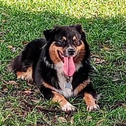 Valkyrie  - Australian Shepherd