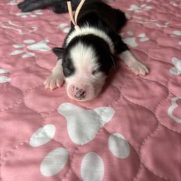 Australian Shepherd Puppies from Good Karma Aussies