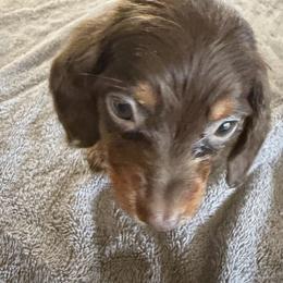 Girl 3 - Chocolate and tan female Dachshund puppy in Mount Pleasant, Texas from Swaffords Dachshund Kingdom