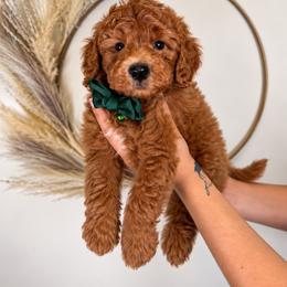 Beau - Red  male Goldendoodle puppy in Norcross, Georgia from Teddy Puppies