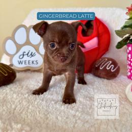 Gingerbread Latte - Chocolate and white female Chihuahua puppy in Woodstock, Georgia from iChihuahuas Kennel