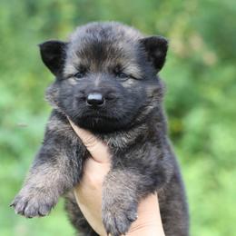2nd choice - Sable male German Shepherd puppy in Lucasville, Ohio from Trusting Hearts Kennel