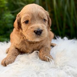 Red - Apricot female Australian Labradoodle puppy in Auburn, Washington from West Valley Labradoodles
