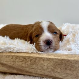 Lucille - Red female Cavapoo puppy in Chipley, Florida from Coastal Cavapoos