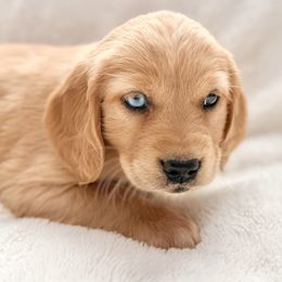 Companion Cross Puppies from Happy Tails Mini Goldens