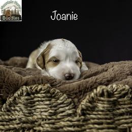 Joanie - Apricot female Australian Labradoodle puppy in Cashmere, Washington from Mountain Home Doodles
