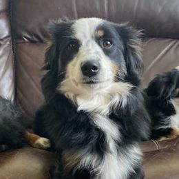 Miniature Australian Shepherds from Family Tradition