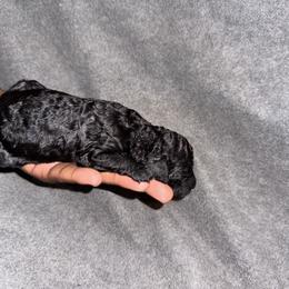 Boy 4 - Blue male Poodle puppy in Fort Lauderdale, Florida from SoFlo Standard Poodles