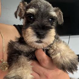 PURPLE - Salt and pepper female Miniature Schnauzer puppy in Lehigh Acres, Florida from Bertica's Miniature Schnauzers