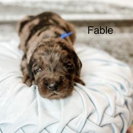 Fable - Merle male Goldendoodle puppy in Pasco, Washington from Camp Doodle Woods