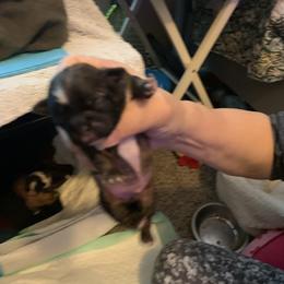 Boy 2 - Chocolate male Shih Tzu puppy in Benbrook, Texas from Michael’s Shih Tzus