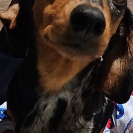 Coco - Dachshund