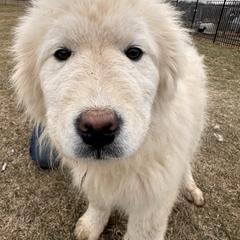 Sneezy - White male Maremma Sheepdog puppy in New Auburn, Wisconsin from Cordell Corgis