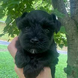 Riley - Black female Miniature Schnauzer puppy in Grayson, Kentucky from Seventh Heaven Schnauzers