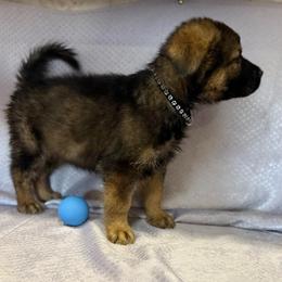 Falk - Black Collar - Sable male German Shepherd puppy in Greenwood, Arkansas from West Haus Shepherds