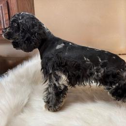 Prescott - Cocker Spaniel