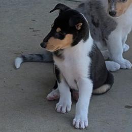 Kiara (Tri Girl 1) - Black white and tan female Collie puppy in Nunn, Colorado from Kingsgift Collies