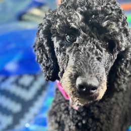 Poodles from Central Coast Poodle Paws