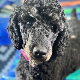 Poodles from Central Coast Poodle Paws