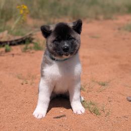 AKC Nori - Brown female Akita puppy in Tombstone, Arizona from WeVolution Off-Grid