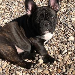 French Bulldog Puppies from Peche Mignon French Bulldogs