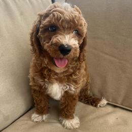 Milkyway - Apricot male Poodle puppy in Calimesa, California from Teakwoodpoodleofsocal