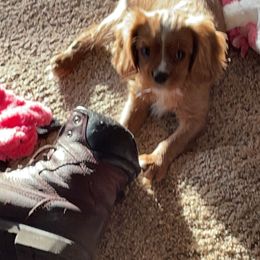 Cavalier King Charles Spaniel puppies from Heavenly Cavaliers