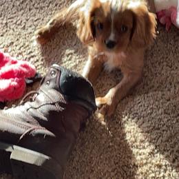 Cavalier King Charles Spaniel puppies from Heavenly Cavaliers
