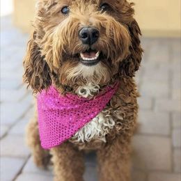 Harper - Goldendoodle